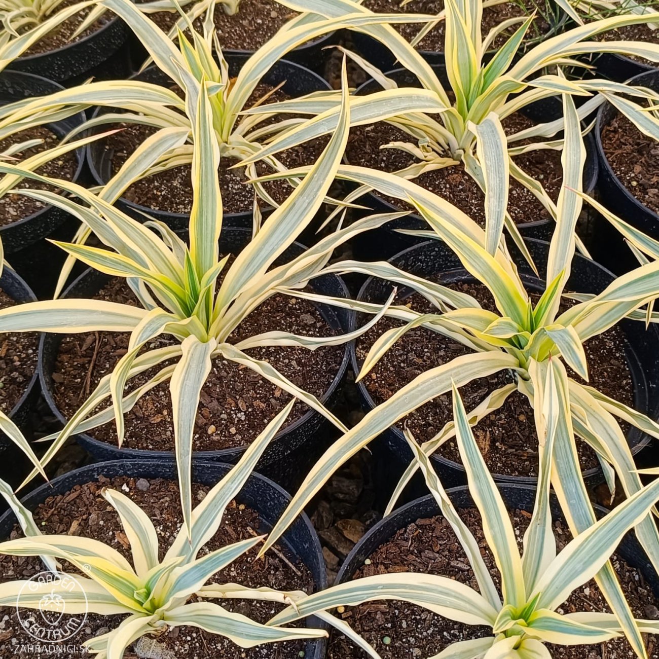 Obrázok Juka nádherná (Yucca gloriosa) ´CITRUS TWIST´® - výška 10 cm ⌀15-25 cm, kont. C2L (-20°C)